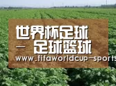 种植基地五