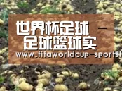 种植基地八(图1)