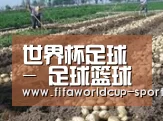 种植基地八