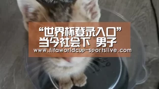世界杯高清直播